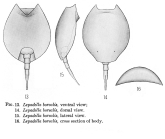 Lepadella borealis