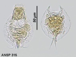 Lepadella bractea