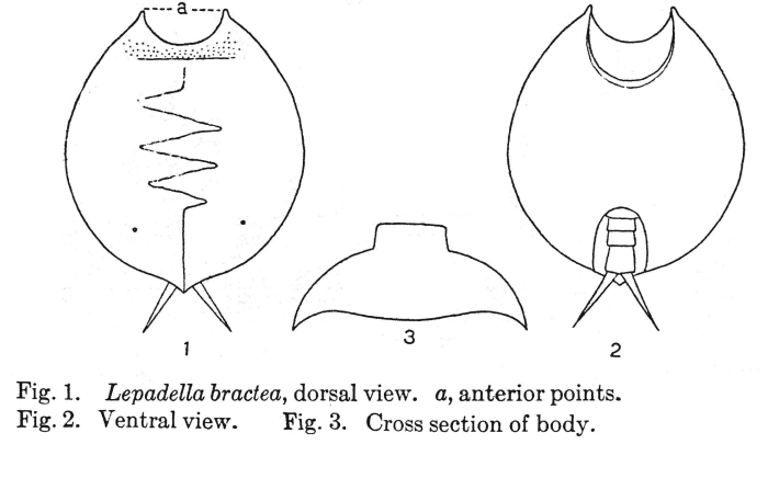 Lepadella bractea - Original description image