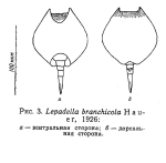 Lepadella branchicola