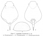 Lepadella branchicola - Original description image
