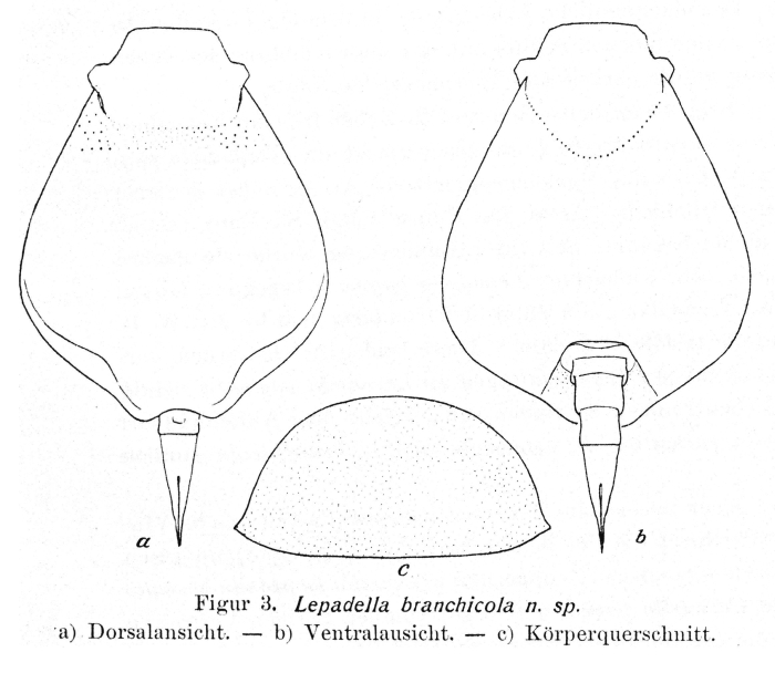 Lepadella branchicola - Original description image