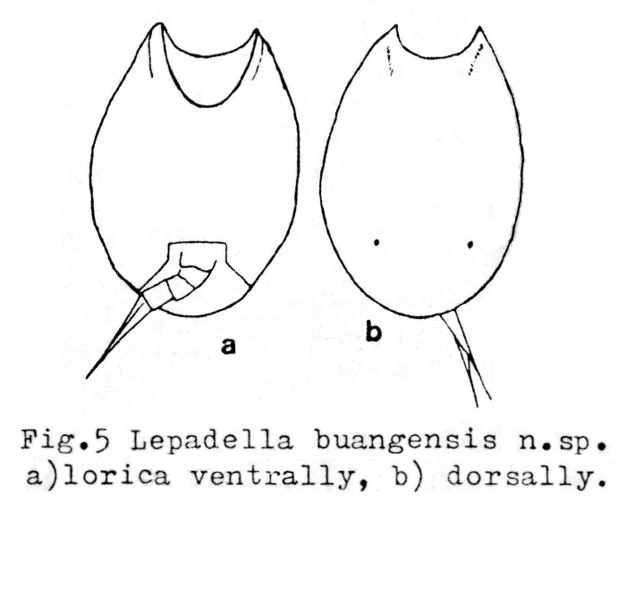 Lepadella buangensis - Original description image