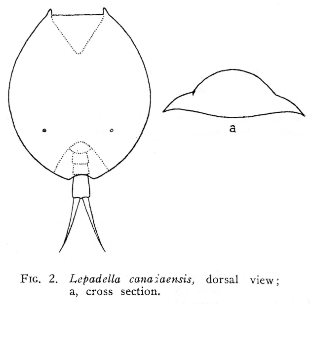 Lepadella canadaensis - Original description image