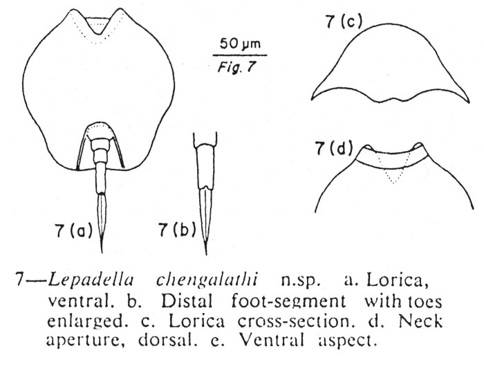 Lepadella chengalathi - Original description image