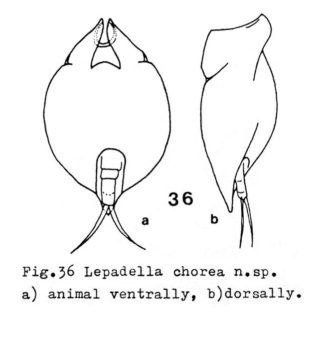 Lepadella chorea - Original description image