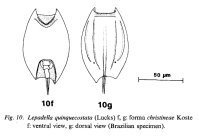 Lepadella christineae