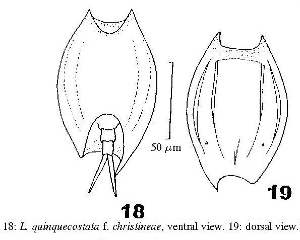Lepadella christineae Lepadella christineae