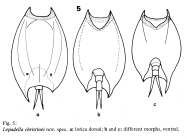 Lepadella christineae