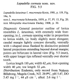 Lepadella cornuta - Original description image