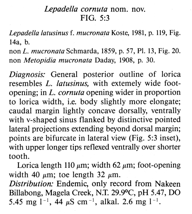 Lepadella cornuta - Original description image