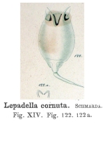 Lepadella cornuta - Original description image