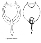 Lepadella costata