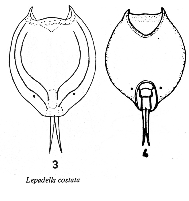 Lepadella costata Lepadella costata