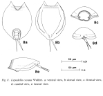 Lepadella costata