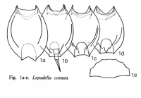 Lepadella costata