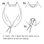 Lepadella costata