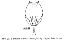 Lepadella costata