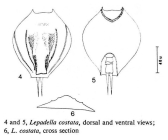 Lepadella costata