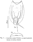 Lepadella costata