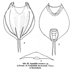 Lepadella costata - Original description image