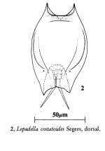 Lepadella costatoides