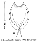 Lepadella costatoides