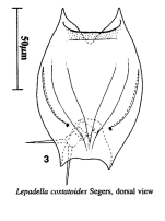 Lepadella costatoides