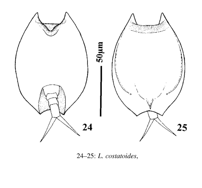 Lepadella costatoides Lepadella costatoides