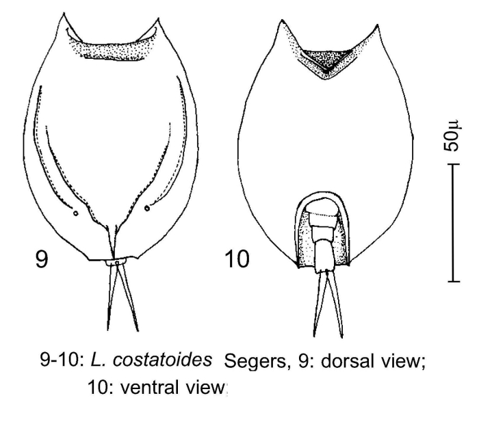 Lepadella costatoides Lepadella costatoides
