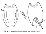 Lepadella costatoides