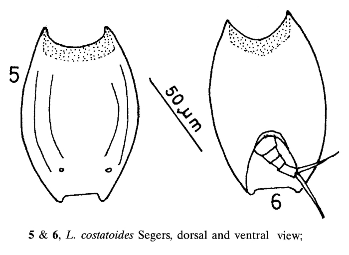 Lepadella costatoides Lepadella costatoides