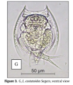 Lepadella costatoides