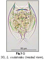 Lepadella costatoides