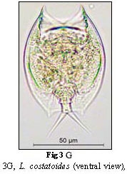 Lepadella costatoides Lepadella costatoides