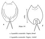 Lepadella costatoides