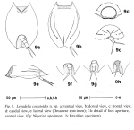 Lepadella costatoides - Original description image