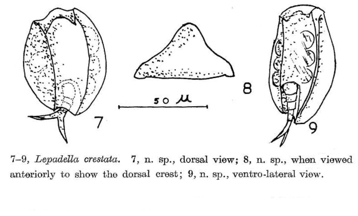 Lepadella crestata - Original description image