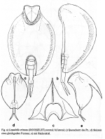 Lepadella cristata
