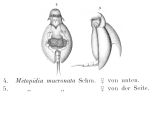 Lepadella cristata