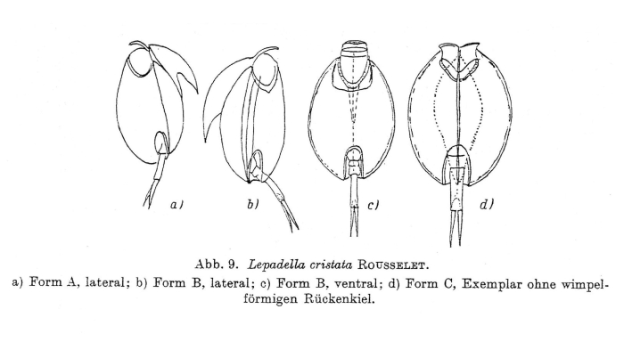 Lepadella cristata Lepadella cristata