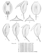 Lepadella cristata