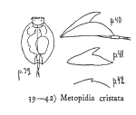 Lepadella cristata