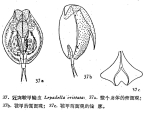 Lepadella cristata