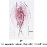 Lepadella cristata