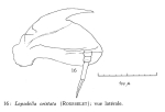 Lepadella cristata