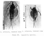 Lepadella cristata