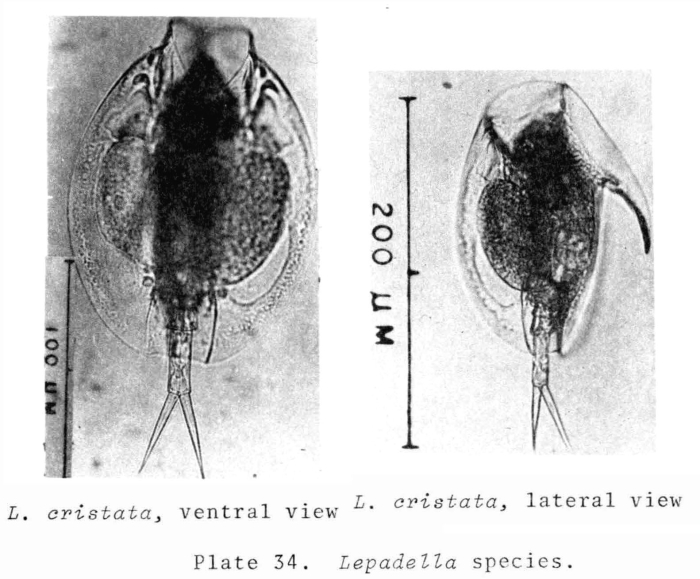 Lepadella cristata Lepadella cristata