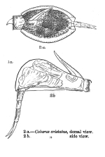 Lepadella cristata