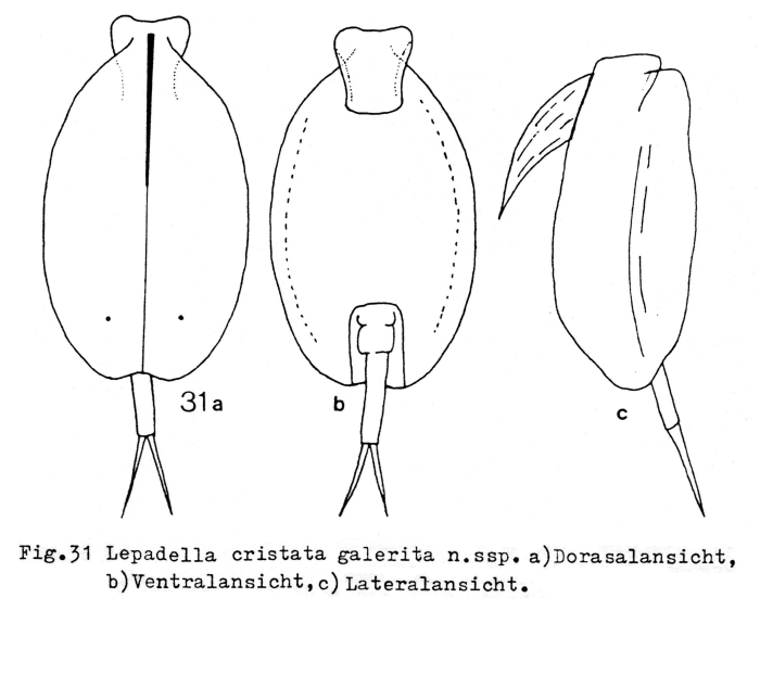 Lepadella cristata galerita - Original description image